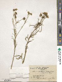 Bidens schaffneri image