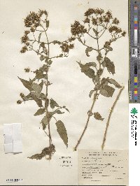 Bidens squarrosa image