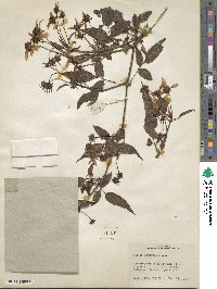 Bidens squarrosa image