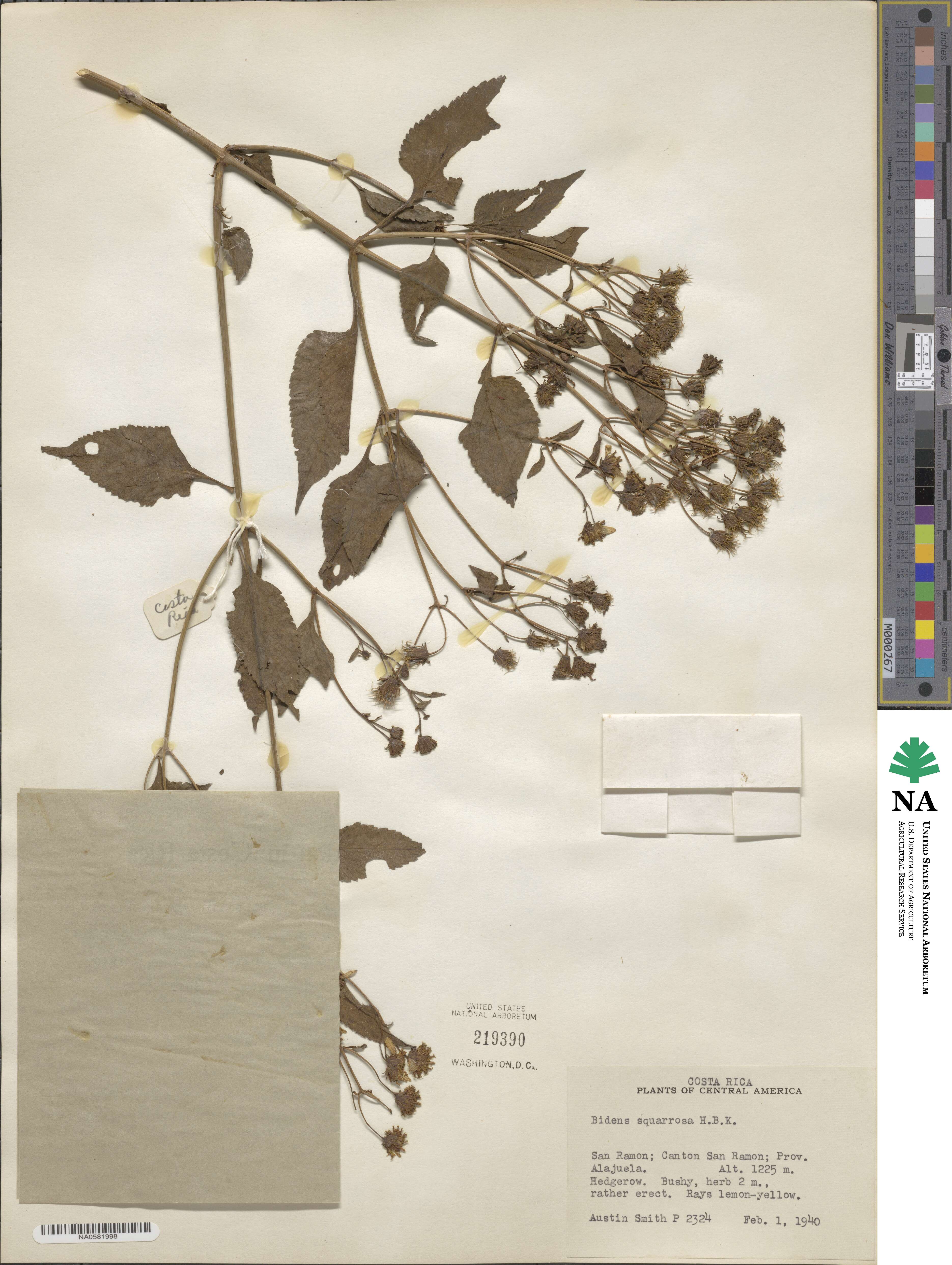 Bidens squarrosa image