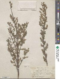 Salix scouleriana image