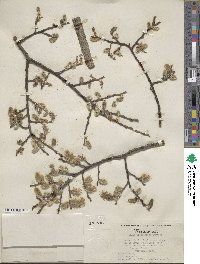 Salix scouleriana image