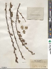 Salix scouleriana image