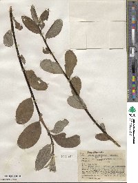 Salix scouleriana image