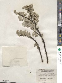 Salix scouleriana image