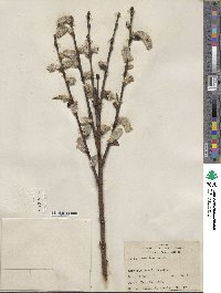 Salix scouleriana image