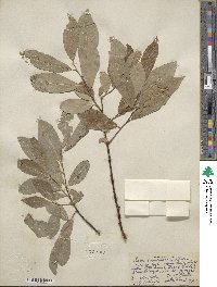 Salix scouleriana image