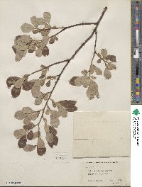 Salix scouleriana image