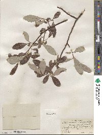 Salix scouleriana image