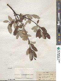 Salix scouleriana image