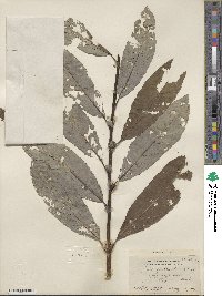 Salix scouleriana image