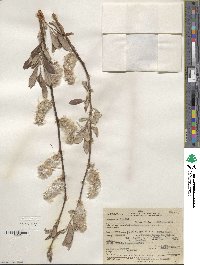 Salix scouleriana image