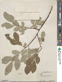 Salix scouleriana image