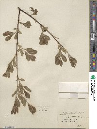 Salix scouleriana image