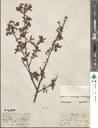 Salix scouleriana image