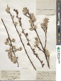 Salix scouleriana image