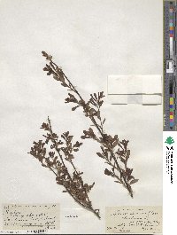 Salix scouleriana image