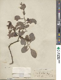 Salix scouleriana image