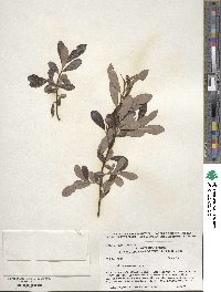 Salix scouleriana image