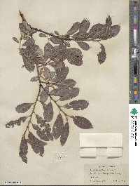 Salix scouleriana image