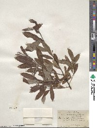 Salix scouleriana image