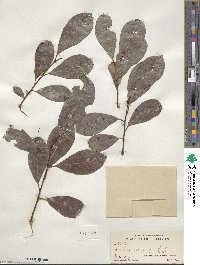 Salix scouleriana image