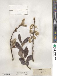 Salix scouleriana image