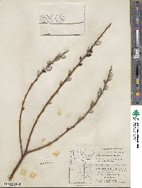 Salix scouleriana image