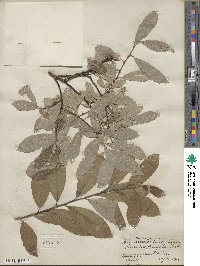 Salix scouleriana image