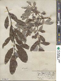 Salix scouleriana image