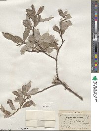 Salix scouleriana image