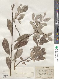 Salix scouleriana image