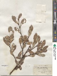 Salix scouleriana image