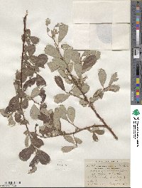 Salix scouleriana image