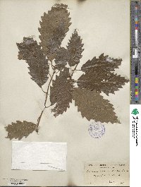 Quercus acuminata image