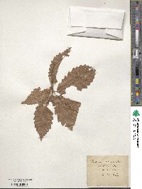 Quercus acuminata image