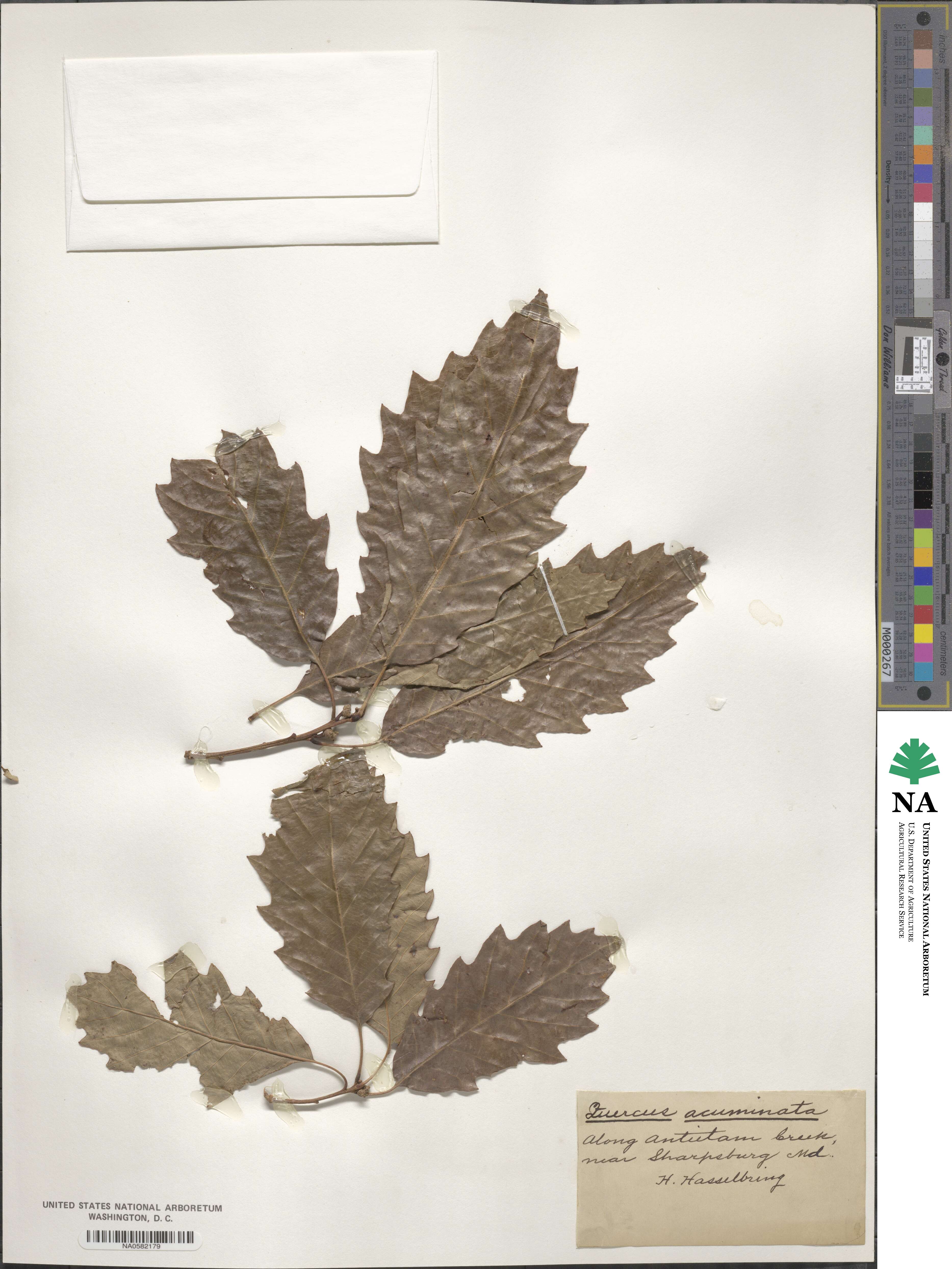 Quercus acuminata image