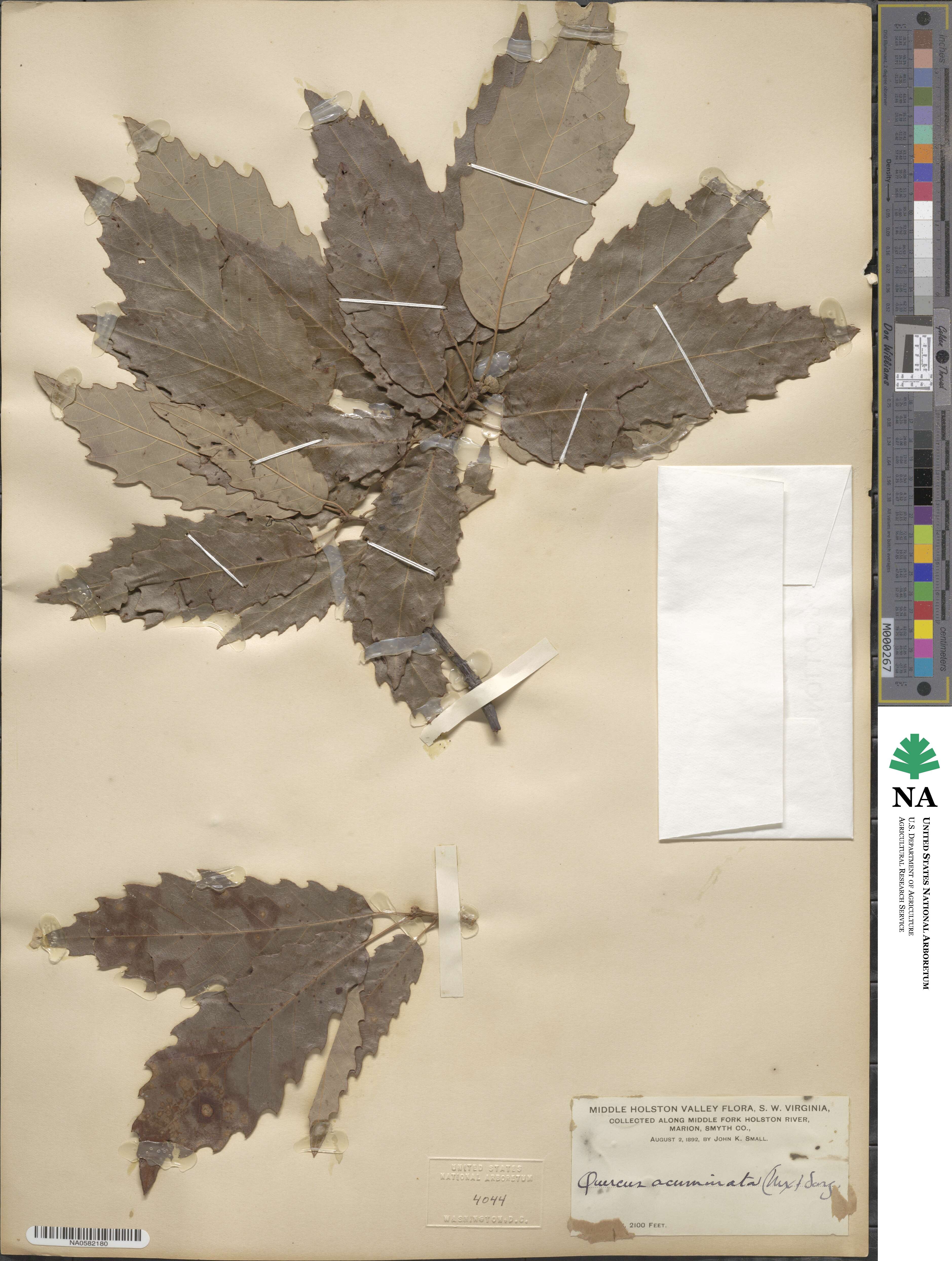 Quercus acuminata image