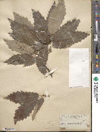 Quercus acuminata image