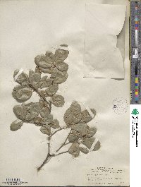 Quercus agrifolia image