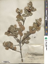 Quercus agrifolia image