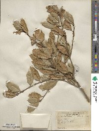 Quercus agrifolia image