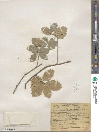 Quercus agrifolia image