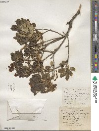 Quercus agrifolia image