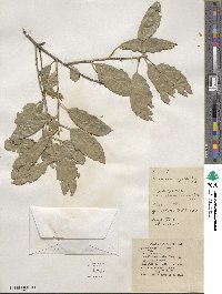 Quercus agrifolia image