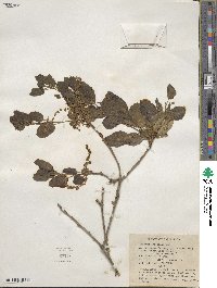 Quercus agrifolia image