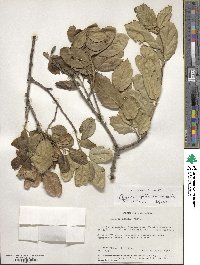 Quercus agrifolia image