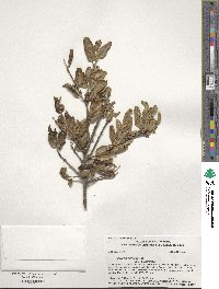 Quercus agrifolia image