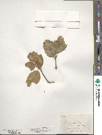 Quercus agrifolia image