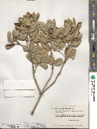 Quercus agrifolia image